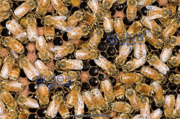: Honeybees on Comb : Honeybees on Comb