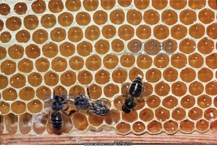 : HONEYBEES ON COMB : HONEYBEES ON COMB