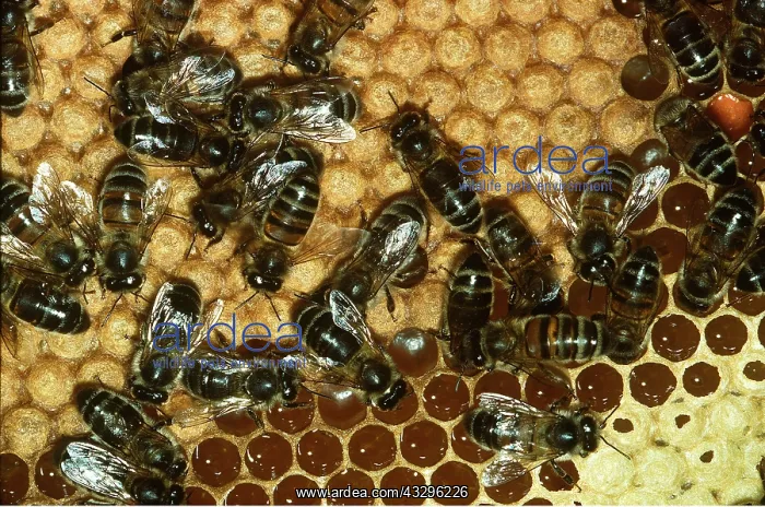 : HONEYBEES ON COMB : HONEYBEES ON COMB
