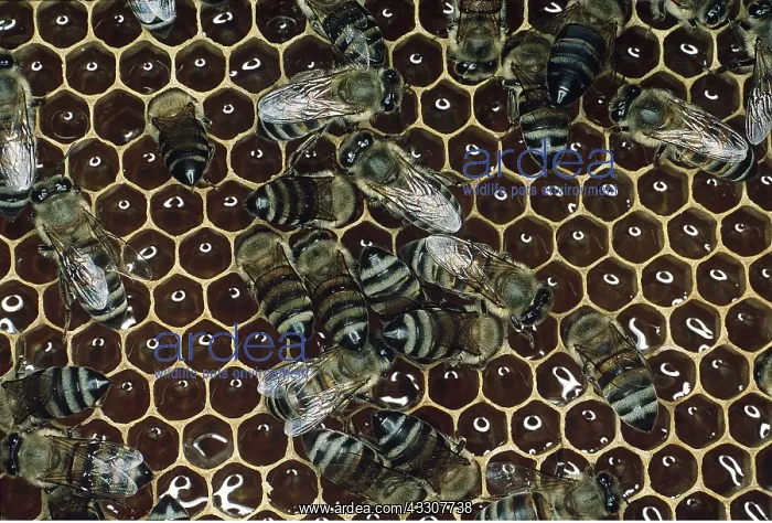 : HONEYBEES, ON COMB : HONEYBEES, ON COMB