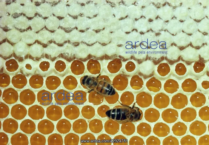 : Honeybees - two on comb showing capped and uncapped : Honeybees - two on comb showing capped and uncapped