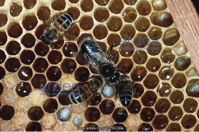 : HONEYBEES on comb showing honey in comb and pupae : HONEYBEES on comb showing honey in comb and pupae