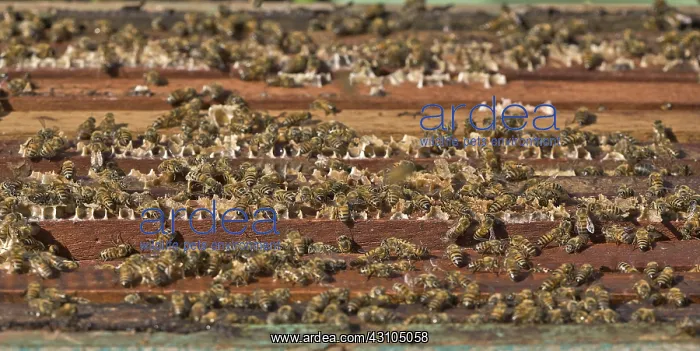 : Honeybees on Hive : Honeybees on Hive
