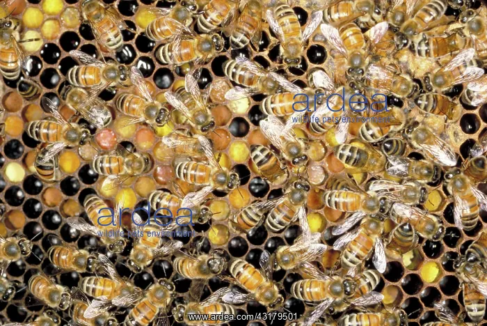 : Honeybees on hive : Honeybees on hive