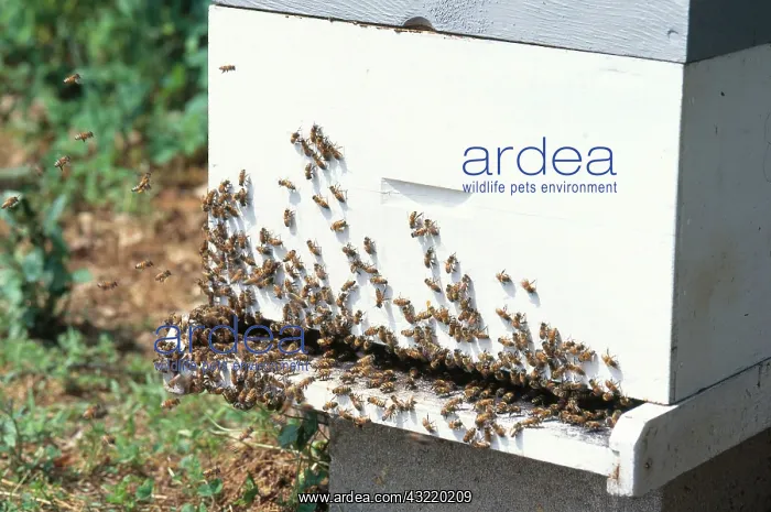 : Honeybees at Hive Entrance : Honeybees at Hive Entrance