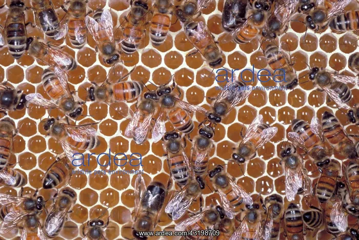: Honeybees on honeycomb : Honeybees on honeycomb