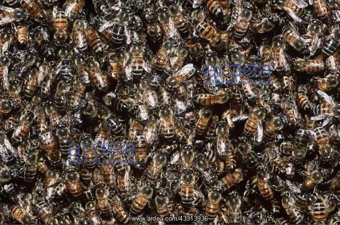 : HONEYBEES - MASS : HONEYBEES - MASS