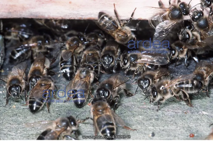 : HONEYBEES - mass at hive entrance : HONEYBEES - mass at hive entrance