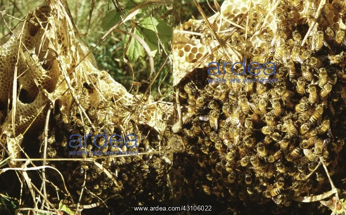 : Honeybee's Nest : Honeybee's Nest