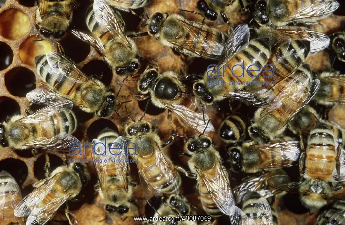 : Honeybees with Queen : Honeybees with Queen