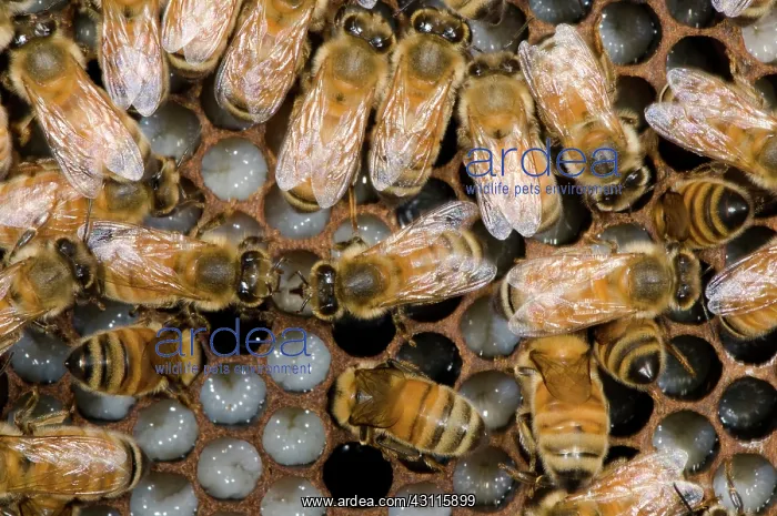 : Honeybees Tending Larvae : Honeybees Tending Larvae