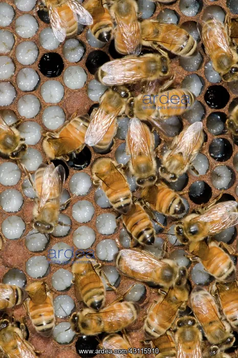 : Honeybees Tending Larvae : Honeybees Tending Larvae