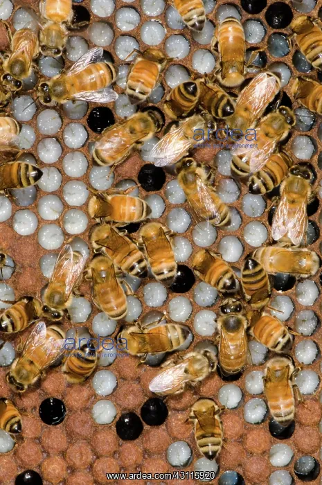 : Honeybees Tending Larvae : Honeybees Tending Larvae