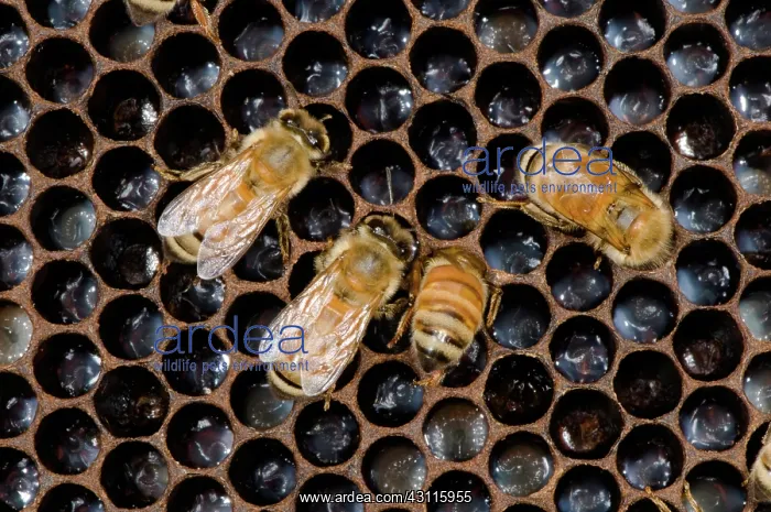 : Honeybees Tending Larvae : Honeybees Tending Larvae