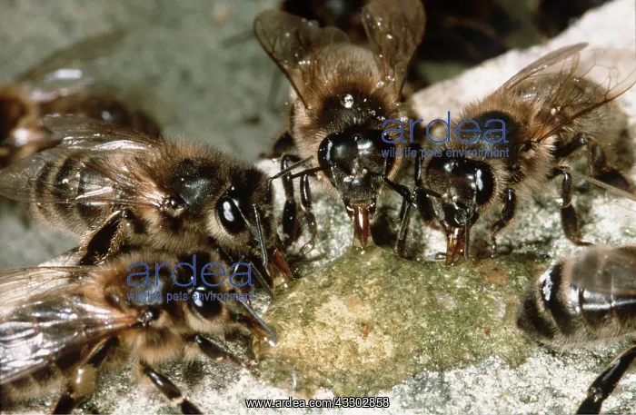 : HONEYBEES X5 - drinking honey : HONEYBEES X5 - drinking honey