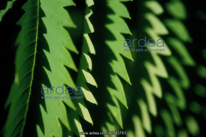 : Honeybush, Melianthus major : Honeybush, Melianthus major