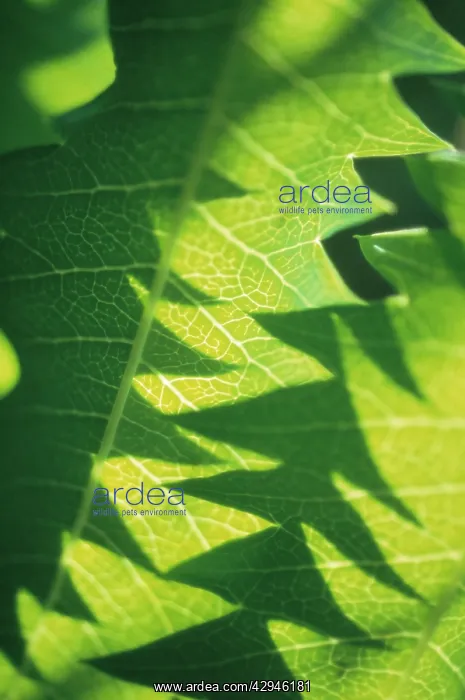 : Honeybush, Melianthus major : Honeybush, Melianthus major