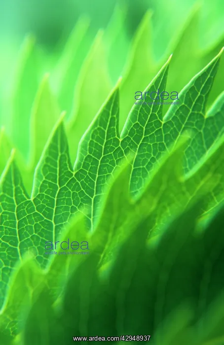 : Honeybush, Melianthus major : Honeybush, Melianthus major