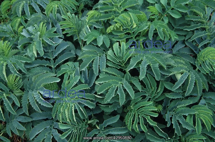 : Honeybush, Melianthus major : Honeybush, Melianthus major