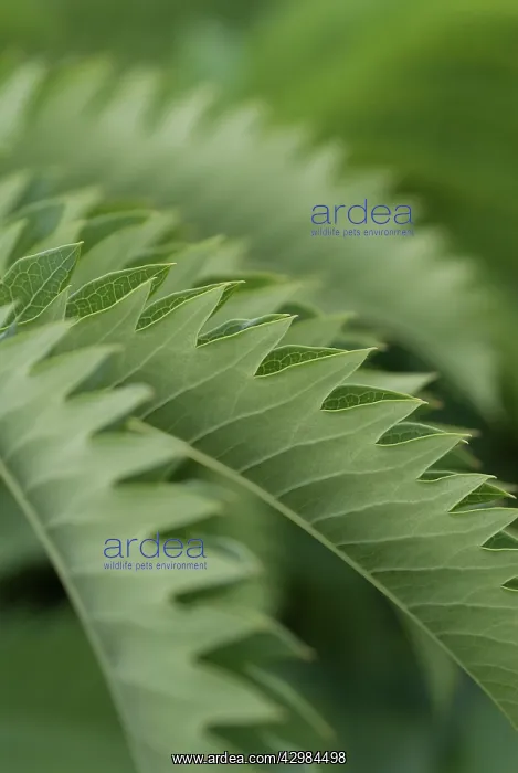 : Honeybush, Melianthus major : Honeybush, Melianthus major