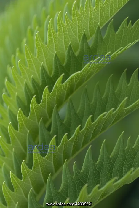 : Honeybush, Melianthus major : Honeybush, Melianthus major