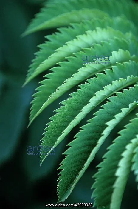 : Honeybush, Melianthus major : Honeybush, Melianthus major
