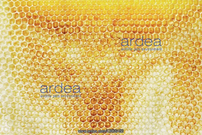: Honeycomb : Honeycomb
