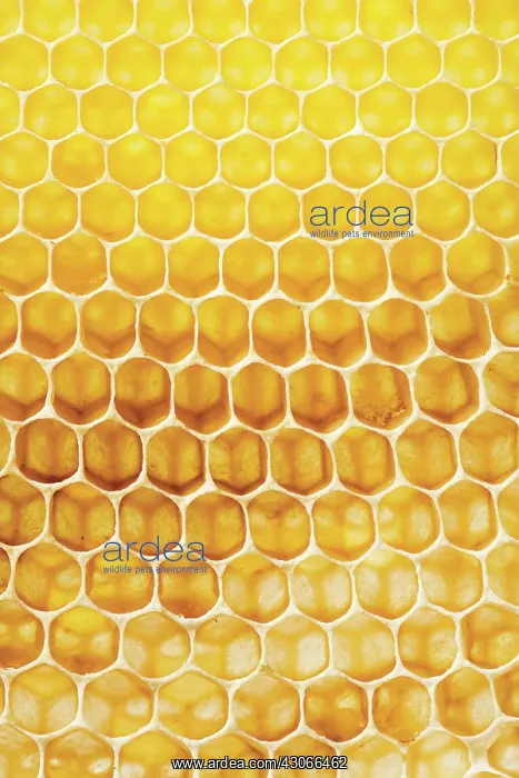 : Honeycomb : Honeycomb