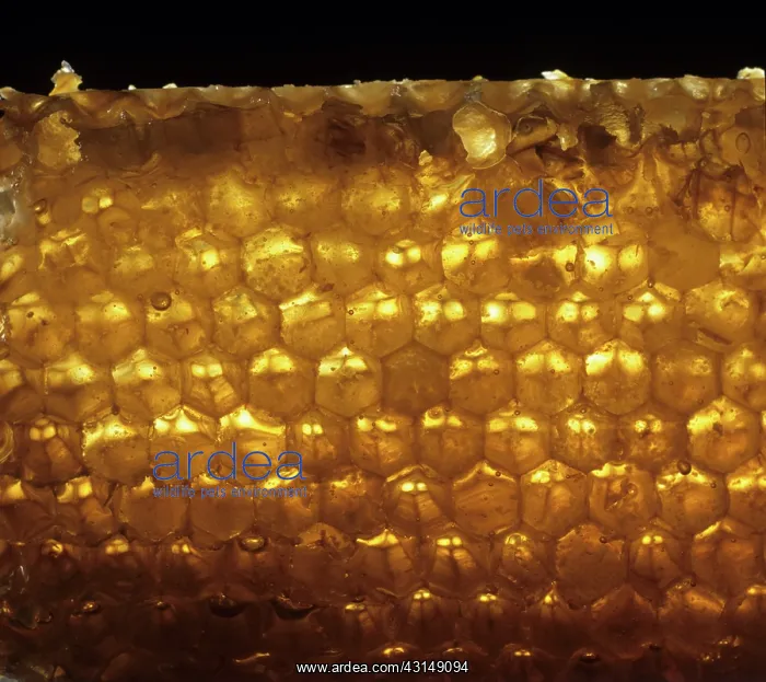 : Honeycomb. Light shining through a comb of honey from honey bees : Honeycomb. Light shining through a comb of honey from honey bees