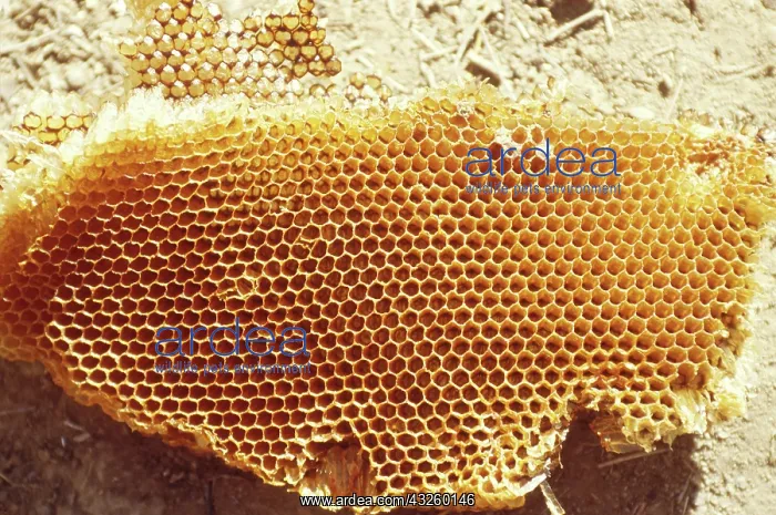 : Honeycomb. Wild Honeycomb photographed on Kodomo Island, Indonesia : Honeycomb. Wild Honeycomb photographed on Kodomo Island, Indonesia