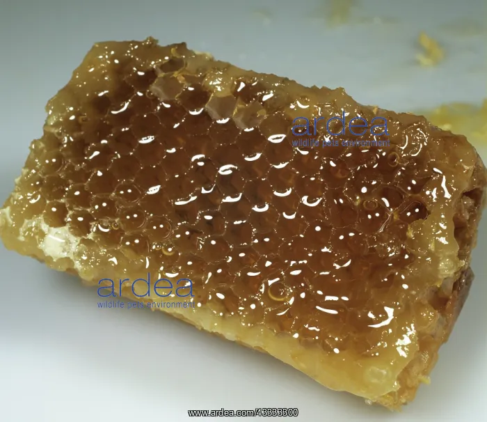 : Honeycomb. Part of a honeycomb from a honey beehive : Honeycomb. Part of a honeycomb from a honey beehive