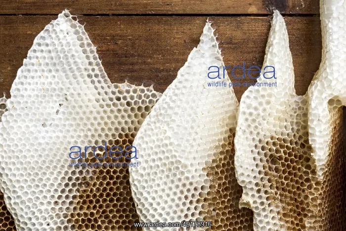 : Honeycomb abandoned by colony, honeycomb : Honeycomb abandoned by colony, honeycomb