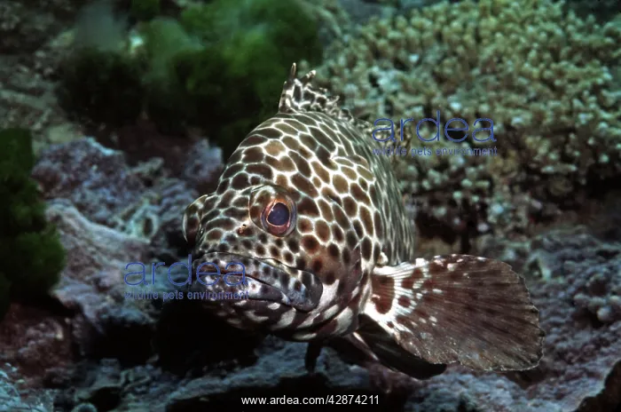 : Honeycomb cod - common along most coral reefs : Honeycomb cod - common along most coral reefs