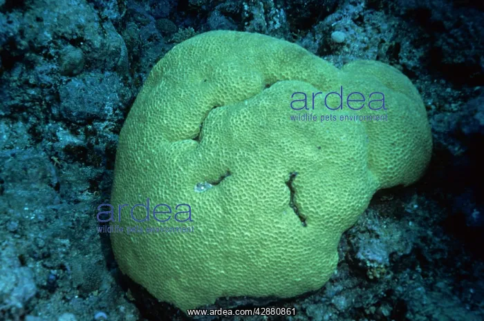 : Honeycomb Coral : Honeycomb Coral