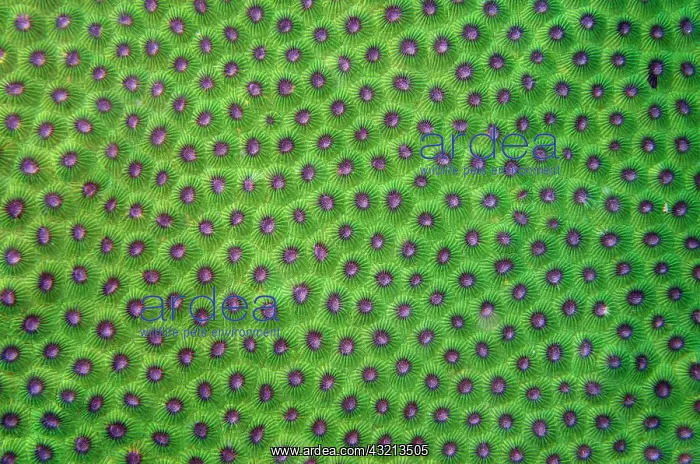 : Honeycomb Coral (Diploastrea heliopora) corallites : Honeycomb Coral (Diploastrea heliopora) corallites