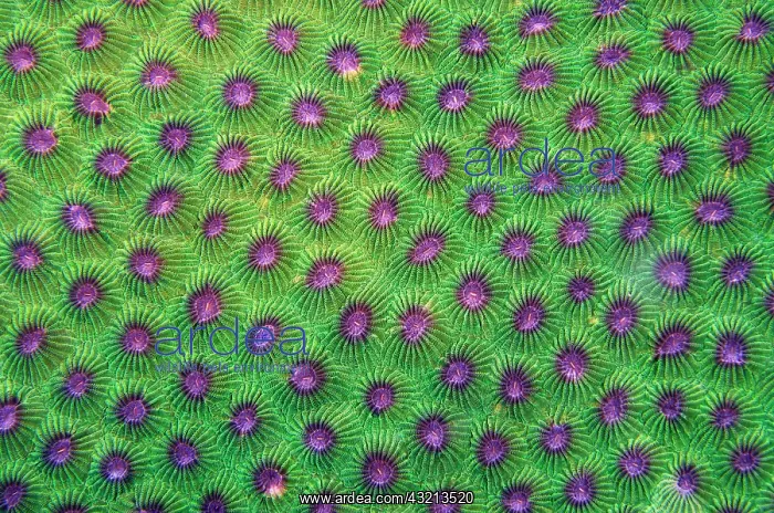 : Honeycomb Coral (Diploastrea heliopora) corallites : Honeycomb Coral (Diploastrea heliopora) corallites