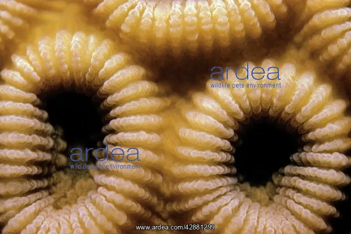 : HONEYCOMB CORAL - INDONESIA : HONEYCOMB CORAL - INDONESIA