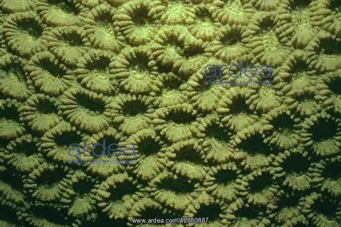 : Honeycomb Coral - Polyps : Honeycomb Coral - Polyps