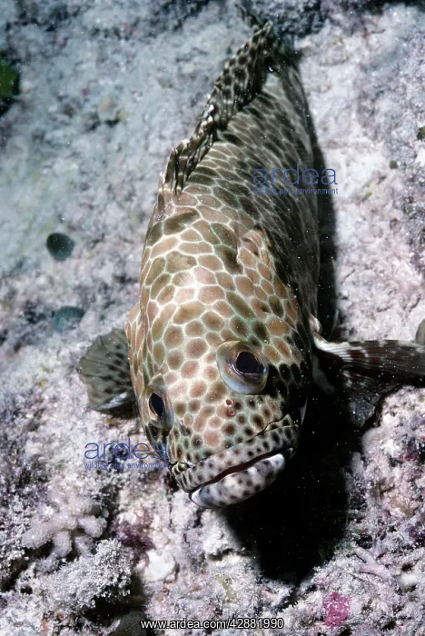 : Honeycomb Grouper : Honeycomb Grouper