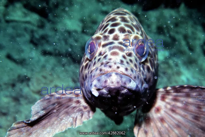 : Honeycomb Grouper - Great Barrier Reef : Honeycomb Grouper - Great Barrier Reef