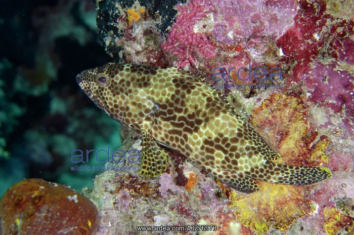 : Honeycomb Grouper - Post 1 dive site, Menjangan Island, Bule : Honeycomb Grouper - Post 1 dive site, Menjangan Island, Bule
