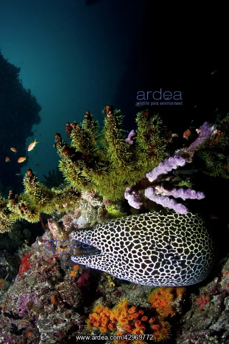 : Honeycomb Moray Eel : Honeycomb Moray Eel