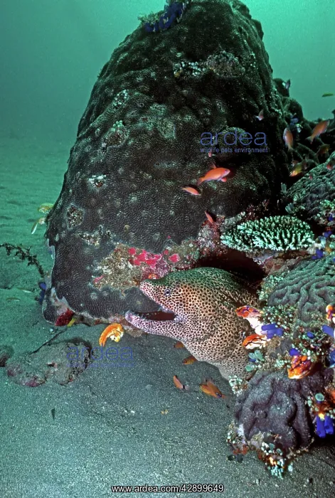 : Honeycomb Moray Eel - can grow 2 meters in length : Honeycomb Moray Eel - can grow 2 meters in length