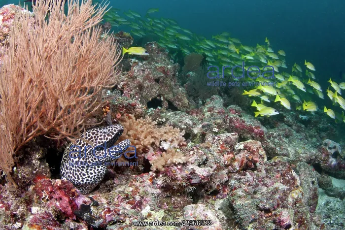 : Honeycomb Moray Eel - with school of Bluelined : Honeycomb Moray Eel - with school of Bluelined