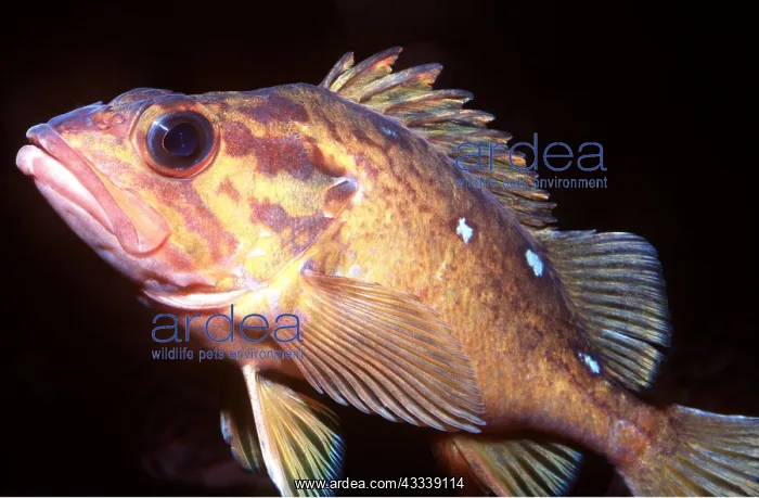: HONEYCOMB ROCKFISH : HONEYCOMB ROCKFISH
