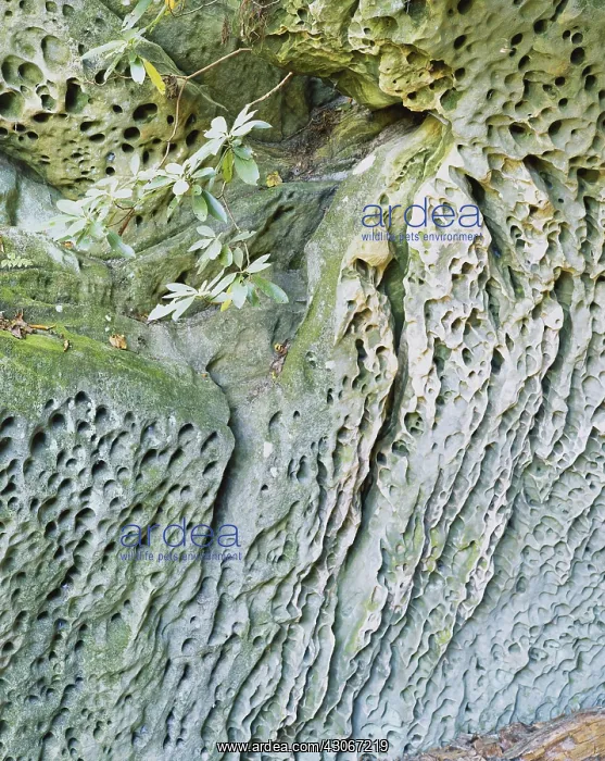 : Honeycomb Sandstone : Honeycomb Sandstone