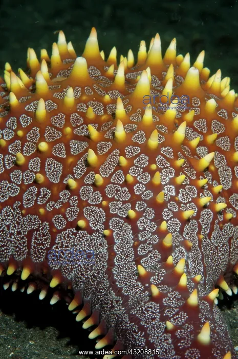 : Honeycomb Sea Star - Jahir dive site, Lembeh Straits : Honeycomb Sea Star - Jahir dive site, Lembeh Straits