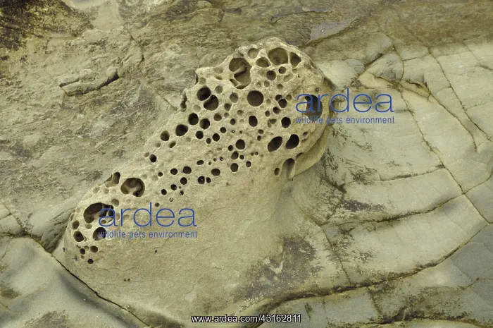 : Honeycomb Weathering : Honeycomb Weathering