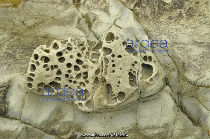 : Honeycomb Weathering : Honeycomb Weathering