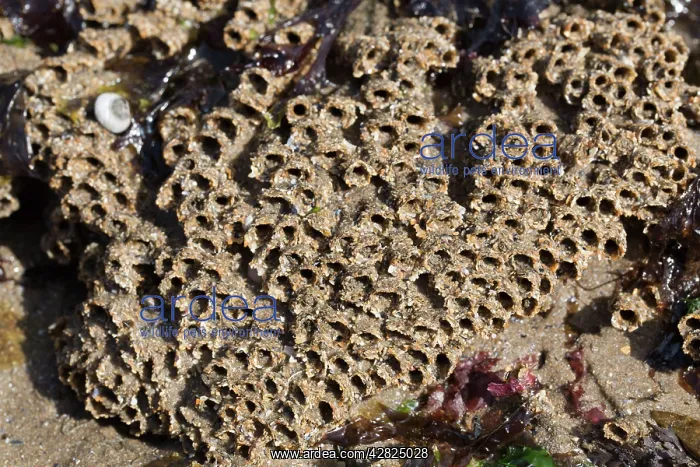 : Honeycomb Worm Tubes - Low Tide Shore : Honeycomb Worm Tubes - Low Tide Shore